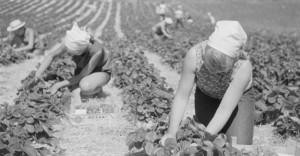 Tyttöjä poimimassa mansikoita pellolla.