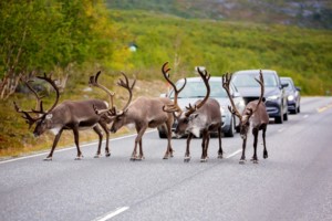 Herd of reindeers walking on the street slowly, cars waiting for the animals to pass.