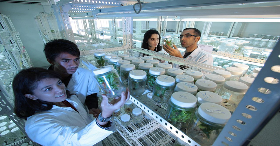 Neljä ihmistä tutkii laboratoriossa valkokantisia lasipurkkeja, joissa on kasveja.