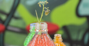 Kuvassa on vihreä-sini-punainen tausta ja etuosassa kolme läpinäkyvää pulloa, jossa kellertävää, vihreää ja oranssia rakeista täytettä. Edessä olevasta pullosta kasvaa verso.